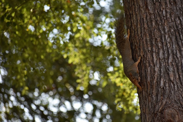 所参加的 所参加的